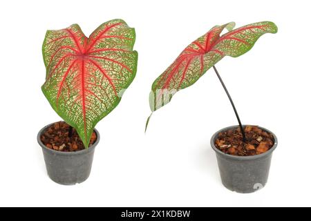 Caladiums bicolor Pflanze isoliert auf weißem Hintergrund Stockfoto