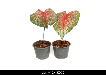 Caladiums bicolor Pflanze isoliert auf weißem Hintergrund Stockfoto