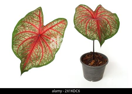 Caladiums bicolor Pflanze isoliert auf weißem Hintergrund Stockfoto
