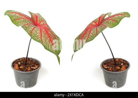 Caladiums bicolor Pflanze isoliert auf weißem Hintergrund Stockfoto