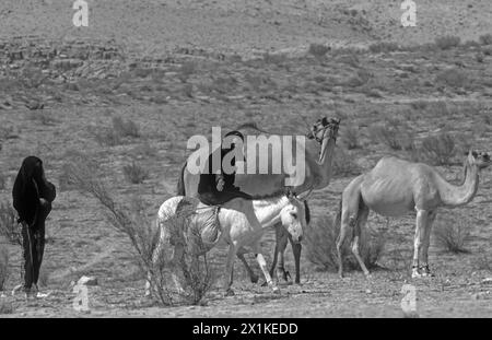 Beduinenfrauen, die in der Wüste auf einem Esel reiten Stockfoto