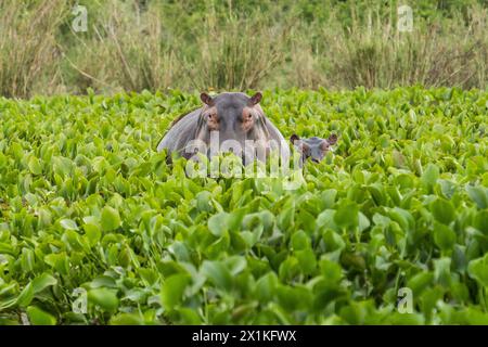 Nilpferd mit Baby im Murchison Falls National Park, Uganda Stockfoto