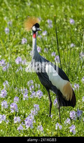 Haubenkran im Murchison Falls National Park, Uganda Stockfoto