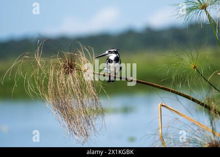 rattenvogel am Victoriasee, Uganda Stockfoto