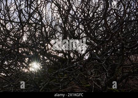 Am Ende eines Spaziergangs an der Küste nach Craignish Point, Ardfern, Argyll und Bute strahlt die Sonne am späten Nachmittag durch eine verworrene Vegetation. Schottland Stockfoto