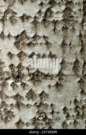 Aspen (Populus tremula) Nahaufnahme des destiktiven Rindenmusters von reifem Baumstamm, Ross-shire, Schottland, Mai Stockfoto