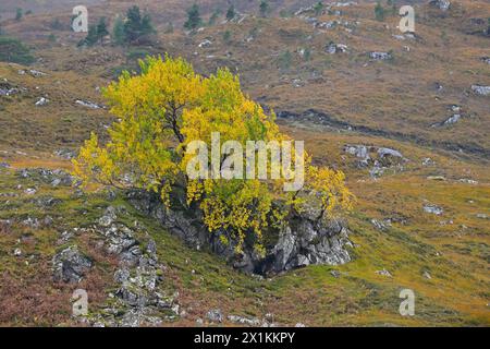 Aspen (Populus tremula) sind Bäume in herbstlichen Farben, die auf felsigen Ausbissen wachsen, Glen Strathfarrar, Inverness-shire, Schottland, Oktober Stockfoto