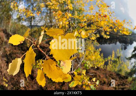 Aspen (Populus tremula) Weitwinkel-Nahaufnahme der Herbstblätter im Glen Affric National Nature Reserve, Inverness-shire, Schottland, Oktober Stockfoto