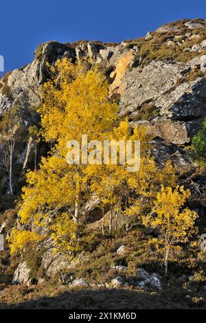 Aspen (Populus tremula) sind Bäume in herbstlichen Farben, die neben felsigen Felsen wachsen, Glen Strathfarrar, Inverness-shire, Schottland, Oktober Stockfoto