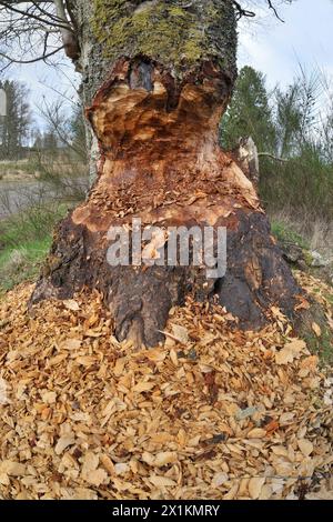 Europäische Biber (Castor fiber) Basis der Reifen Erle (Alnus glutinosa), die von Bibern schrittweise gefällt wird, Perthshire Stockfoto