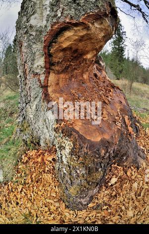 Europäische Biber (Castor fiber) Basis der Reifen Erle (Alnus glutinosa), die von Bibern schrittweise gefällt wird, Perthshire Stockfoto