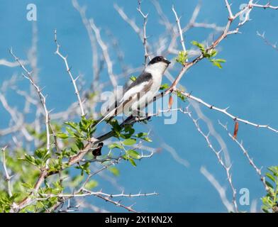 Halb-Collared Flycatcher (Ficedula semitorquata) Paphos, Zypern Stockfoto