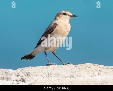 Weibliches Nordwheatear, (Oenanthe oenanthe), Paphos, Zypern. Stockfoto