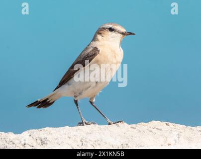 Weibliches Nordwheatear, (Oenanthe oenanthe), Paphos, Zypern. Stockfoto