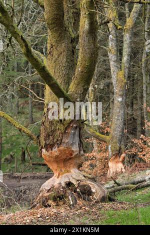 Europäische Biber (Castor fiber) reife Erle (Alnus glutinosa), die von Bibern schrittweise gefällt wird, Perthshire Stockfoto