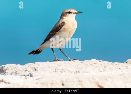 Weibliches Nordwheatear, (Oenanthe oenanthe), Paphos, Zypern. Stockfoto