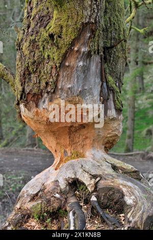 Europäische Biber (Castor fiber) reife Erle (Alnus glutinosa), die von Bibern schrittweise gefällt wird, Perthshire Stockfoto