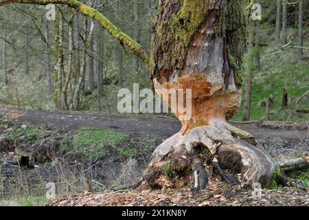 Europäische Biber (Castor fiber) reife Erle (Alnus glutinosa), die von Bibern schrittweise gefällt wird, Perthshire Stockfoto