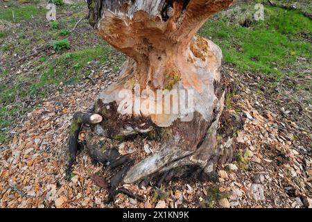 Europäische Biber (Castor fiber) reife Erle (Alnus glutinosa), die von Bibern schrittweise gefällt wird, Perthshire Stockfoto