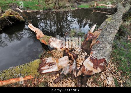 Europäischer Biber (Castor Fiber) fällte Silberbirke (Betula pendula), die für den Damm-Bau verwendet wurde, wie im Hintergrund gezeigt, Perthshire Stockfoto