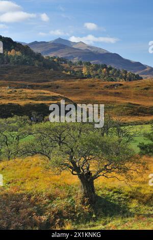 Glen Strathfarrar, Blick auf den Berg Sgurr na Lapaich, im Herbst mit Reifen Erlen (Alnus glutinosa) im Vordergrund, Glen Strthfarrar, Schottland Stockfoto