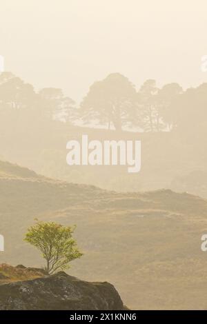 Glen Strathfarrar, hintergrundbeleuchteter Blick auf einheimischen Pinienwald bei trübem Nachmittagssonnenlicht mit einsamem vogelbaum (Sorbus aucuparia), der auf felsigen Ausbissen wächst. Stockfoto