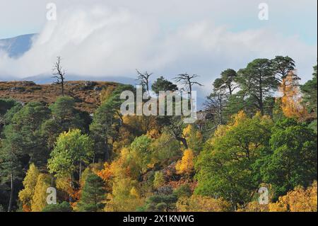 Glen Strathfarrar, einheimischer Kiefernwald mit einer Mischung von Baumarten im Herbst, darunter Kiefer (Pinus sylvestris), Erle (Alnus glutinosa) und Aspen. Stockfoto