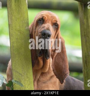 Bloodhound Stockfoto