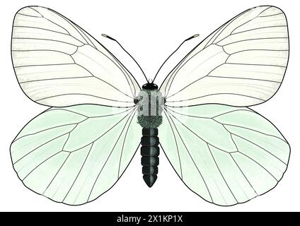 Digitale Illustration des Aporia crataegi, des schwarz-geäderten Weißen, eines großen Schmetterlings auf weißem Hintergrund Stockfoto