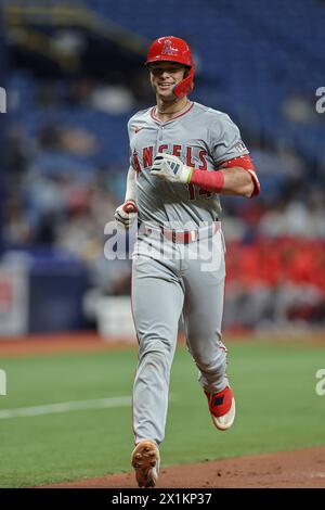 St. Petersburg, FL: Logan O’Hoppe (14) Homers der Los Angeles Angels während eines MLB-Spiels gegen die Tampa Bay Rays am 16. April 2024 in Tropicana Stockfoto