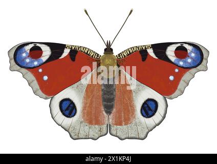 Digitale Illustration von Aglais io, dem europäischen Pfau oder dem PfauenSchmetterling auf weißem Hintergrund Stockfoto