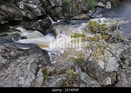 Kiefer (Pinus sylvestris) Stumpfbaum wächst auf felsigem Boden am Fluss Farrar, am Rande des einheimischen Waldes Glen Strathfarrar, Schottland Stockfoto