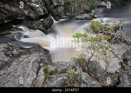 Kiefer (Pinus sylvestris) Stumpfbaum wächst auf felsigem Boden am Fluss Farrar, am Rande des einheimischen Waldes Glen Strathfarrar, Schottland Stockfoto