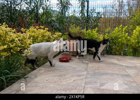 Glückliche Katzen auf der Terrasse eines Wohnhauses in grüner Umgebung Stockfoto