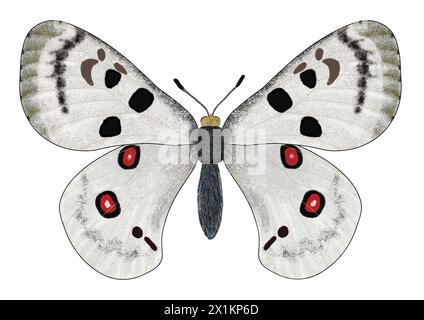 Digitale Illustration des Apollo oder Berges Apollo (Parnassius apollo) auf weißem Hintergrund Stockfoto