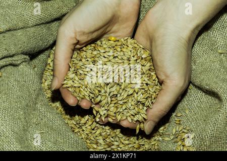 Eine Hand, die einen Haufen Weizenkörner hält, eine Grundnahrungszutat, die in verschiedenen Küchen verwendet wird. Diese Samen können gepflanzt werden, um Weizen zu produzieren, ein wertvolles Sauer Stockfoto