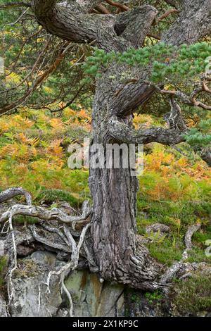 Schottenkiefer (Pinus sylvestris) Abschnitt der Reifen „Oma-Kiefer“, die auf Felsvorsprüngen am Rande des einheimischen Waldes Glen Strathfarrar, Inverness-shire, wächst; Stockfoto