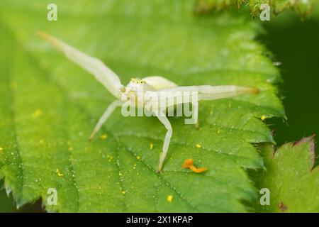 Natürliche Nahaufnahme einer weißen europäischen Blumenkrabbenspinne, Misumena vatia, in bedrohlicher Pose auf einem grünen Blatt Stockfoto