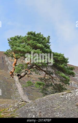 Schottenkiefer (Pinus sylvestris) reife „Oma-Kiefer“, die auf Felsvorsprüngen am Rande des einheimischen Waldes Glen Strathfarrar, Inverness-shire, Schottland, wächst; Stockfoto