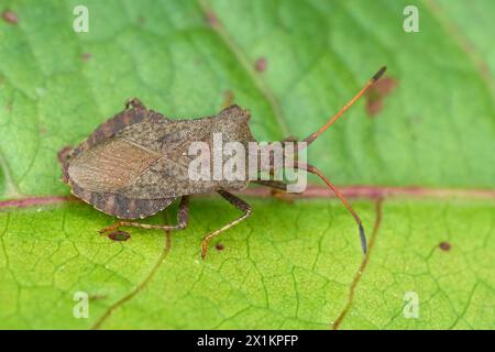 Natürliche Nahaufnahme des europäischen Dockwanzen, Coreus marginatus, der auf einem grünen Blatt sitzt Stockfoto