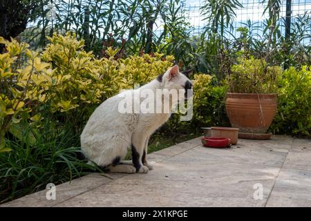 Glückliche Katzen auf der Terrasse eines Wohnhauses in grüner Umgebung Stockfoto