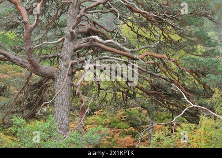 Schottenkiefer (Pinus sylvestris) reife „Oma-Kiefer“, die in alten, einheimischen Wäldern wächst, Glen Strathfarrar, Inverness-shire, Schottland, Oktober Stockfoto