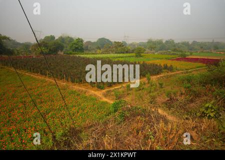 Rosen, mehrjährige Pflanzen der Gattung Rosa, Familie Rosaceae und andere Blüten werden auf weiten Feldern in Khirai, Westbengalen, I geerntet Stockfoto