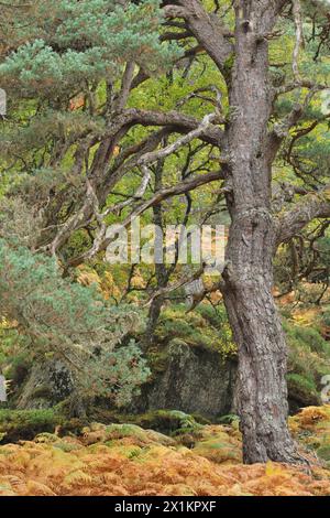 Schottenkiefer (Pinus sylvestris), Teil der Reifen „Oma-Kiefer“, die in alten, einheimischen Wäldern, Glen Strathfarrar, Inverness-shire, Schottland, wächst. Oktober Stockfoto