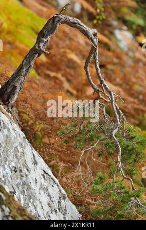 Schottenkiefer (Pinus sylvestris) reifer Baum, der durch das Wachstum in der Lücke in Felsvorsprüngen am Rande des einheimischen Waldes entstaut wurde Glen Strathfarrar, Inverness-shire, Stockfoto