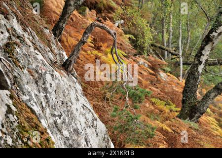 Schottenkiefer (Pinus sylvestris) reifer Baum, der durch das Wachstum in der Lücke in Felsvorsprüngen am Rande des einheimischen Waldes entstaut wurde Glen Strathfarrar, Inverness-shire, Stockfoto