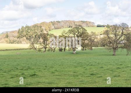 Typische Aussicht auf das Ackerland von Devon Stockfoto