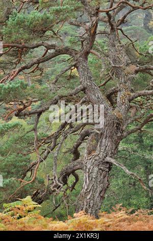 Schottenkiefer (Pinus sylvestris), Teil der Reifen „Oma-Kiefer“, die in alten, einheimischen Wäldern, Glen Strathfarrar, Inverness-shire, Schottland, wächst. Oktober Stockfoto