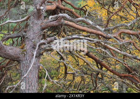 Schottenkiefer (Pinus sylvestris) Teil der Reifen „Oma-Kiefer“, die in alten, einheimischen Wäldern vor herbstlichen Farben von Silberbirken wächst. Stockfoto