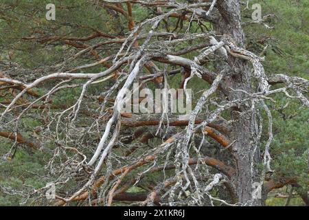 Schottenkiefer (Pinus sylvestris) Teil der Reifen „Oma-Kiefer“, die in alten, einheimischen Wäldern, Glen Strathfarrar, Inverness-shire, Schottland, wächst Stockfoto